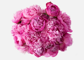 Double The Peony image number 1
